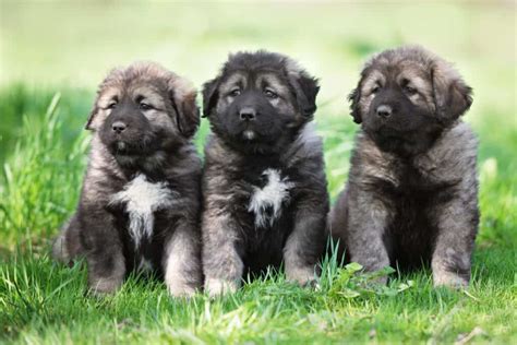 price of a caucasian shepherd|Caucasian Shepherd Dog Prices in 2024: Purchase Cost, Vet Bills, and.